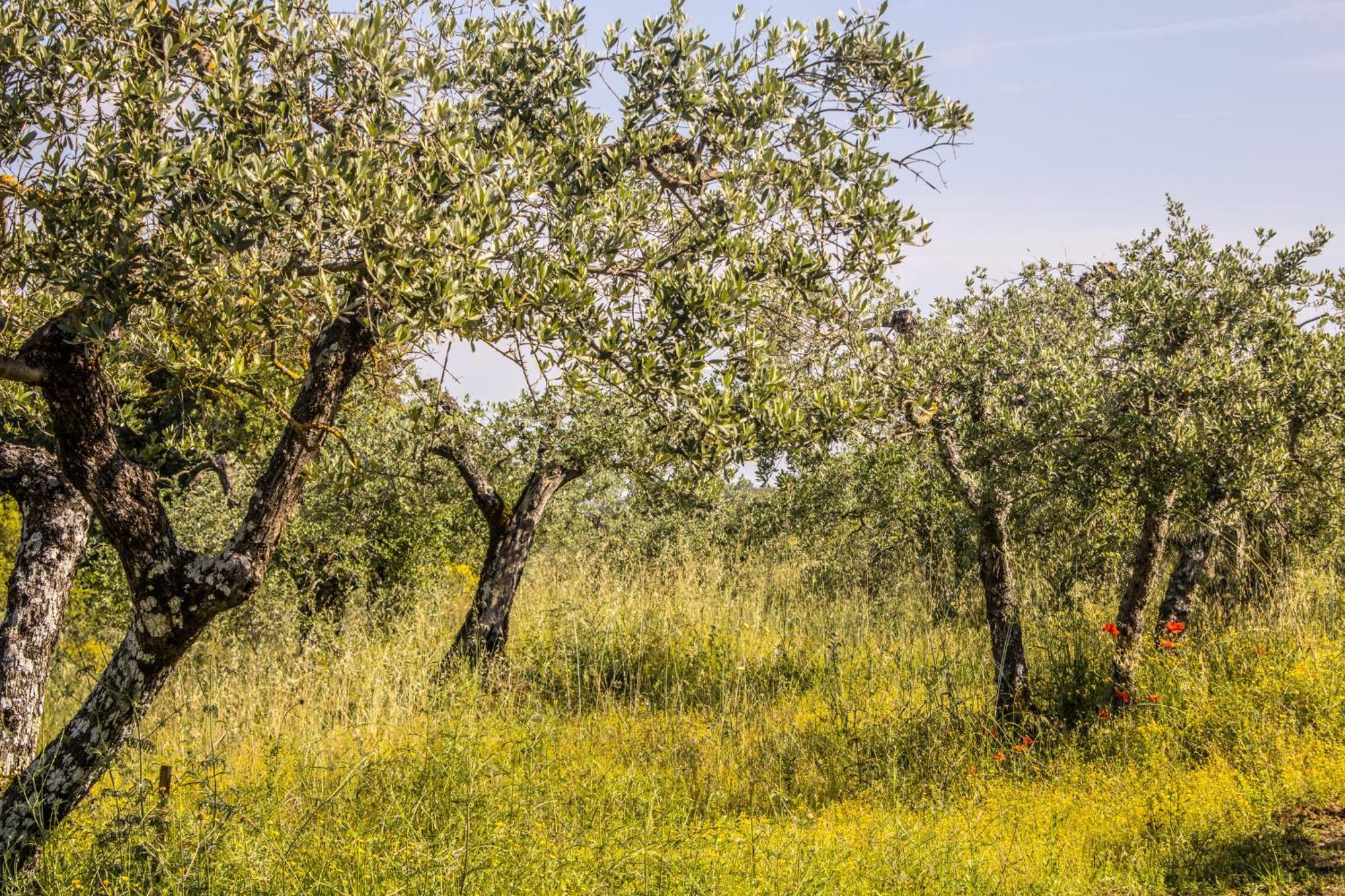 Agriturismo Dandelion Città della Pieve Zewnętrze zdjęcie